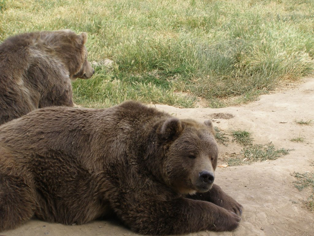 Kodiak Bear by manofprawnz