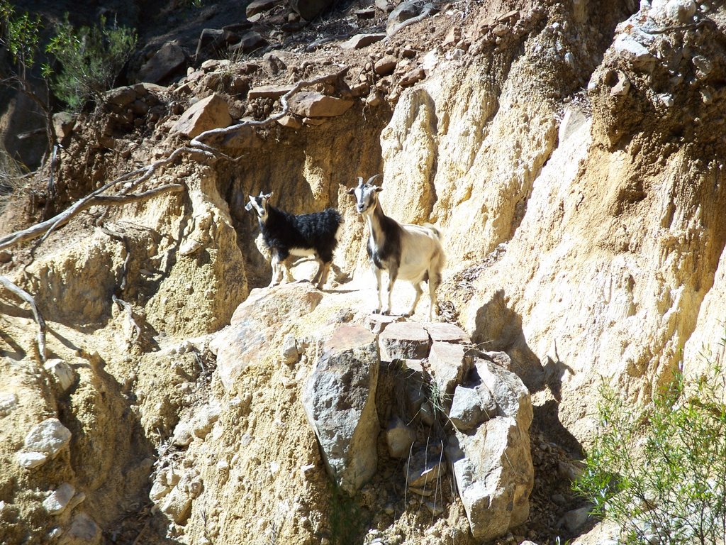 Goats by Schneebeli