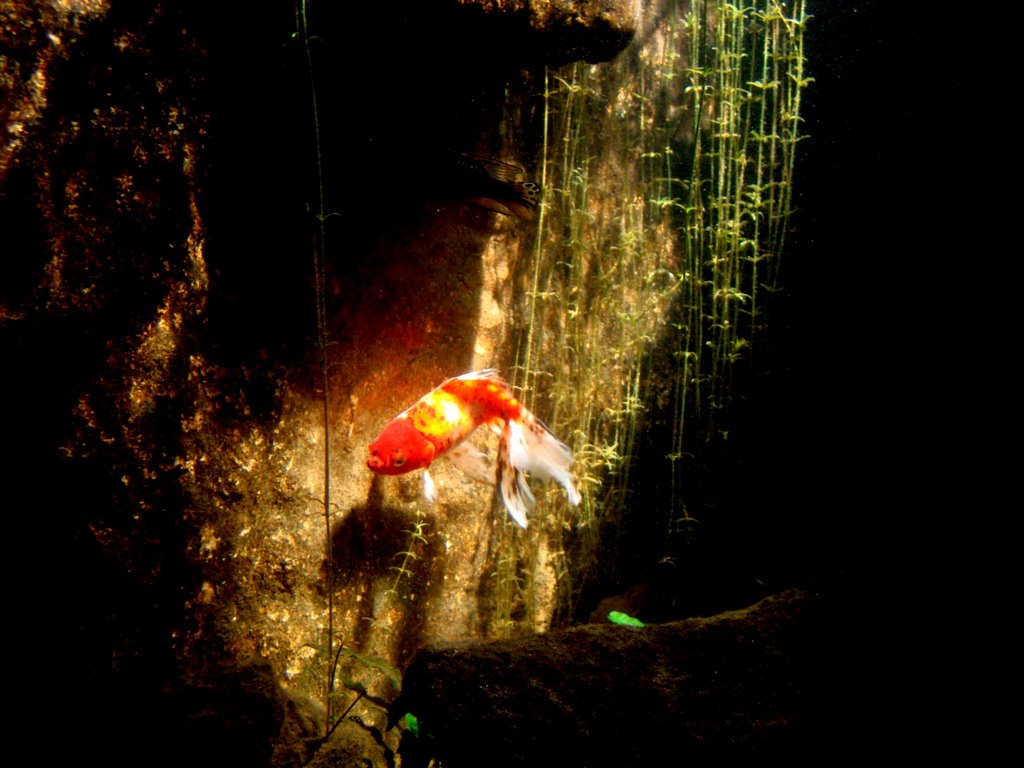 Aquário natural do parque lage by fernando nou