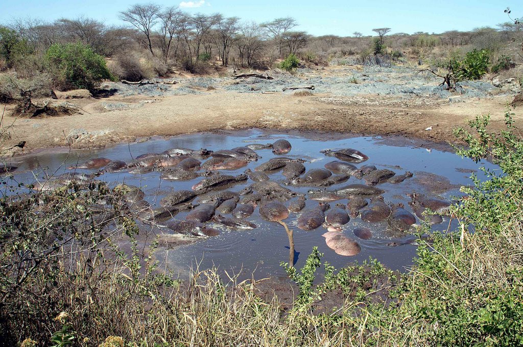 Serengeti Hippo Pool by Frank Block