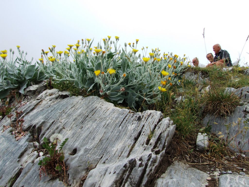 Fioritura - Monte Mondolè by ©claudionanni