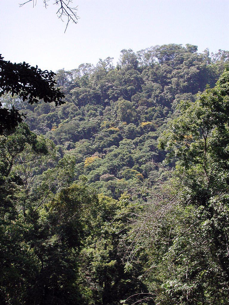 Bosques en el Parque Natural Agua Azul by helicongus