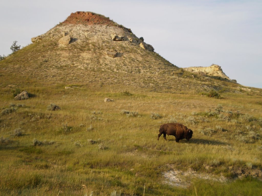 Loney Bison, Theodore Roosevelt National Park by briantravelman