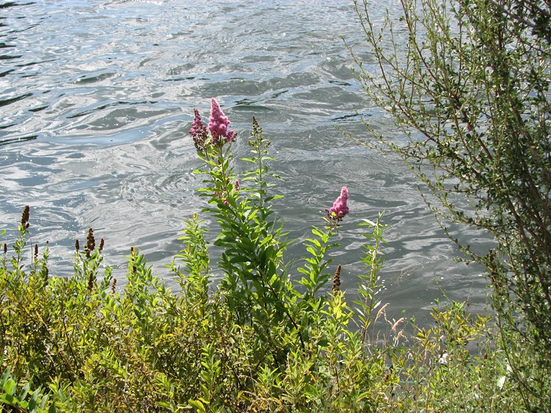 A flower along the Deschutes, Bend, Oregon, August 2009 by Sheryl Todd (tapirga…