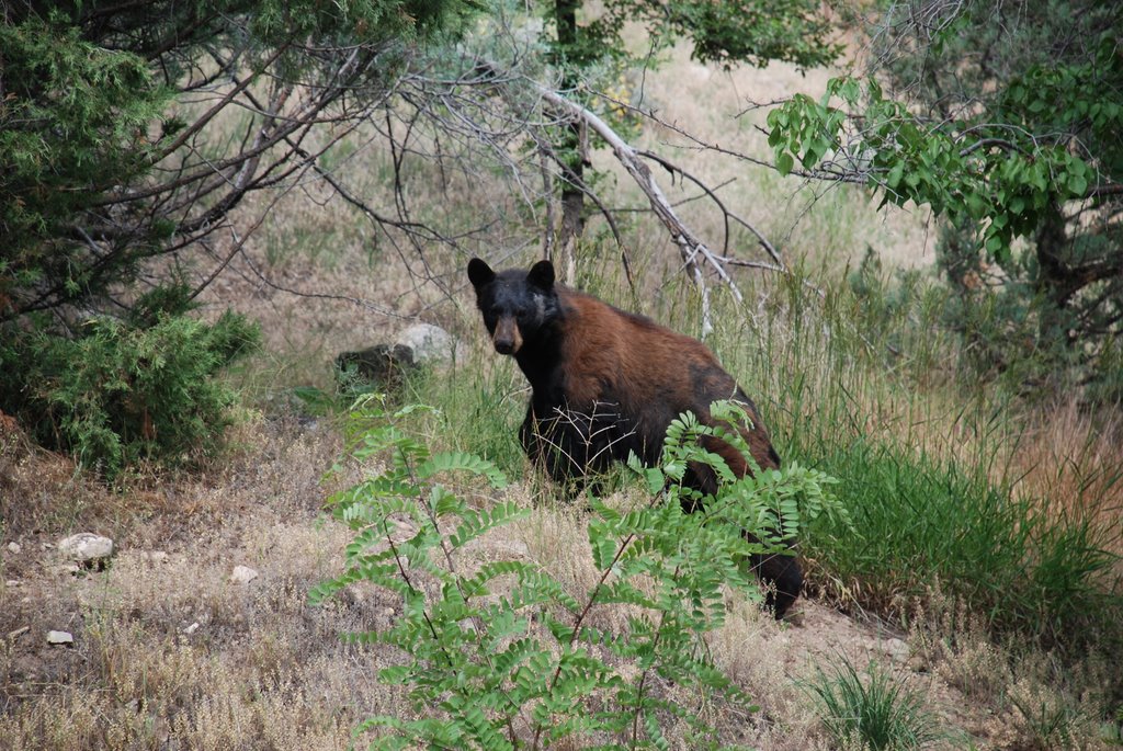 Bear after being in house by SigOlsen