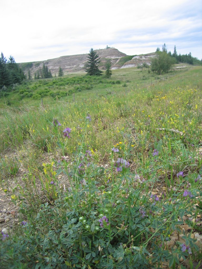 Summer Wildflowers in the Battle River Badlands Southeast of Camrose And Edmonton, Alberta, Canada by David Cure-Hryciuk