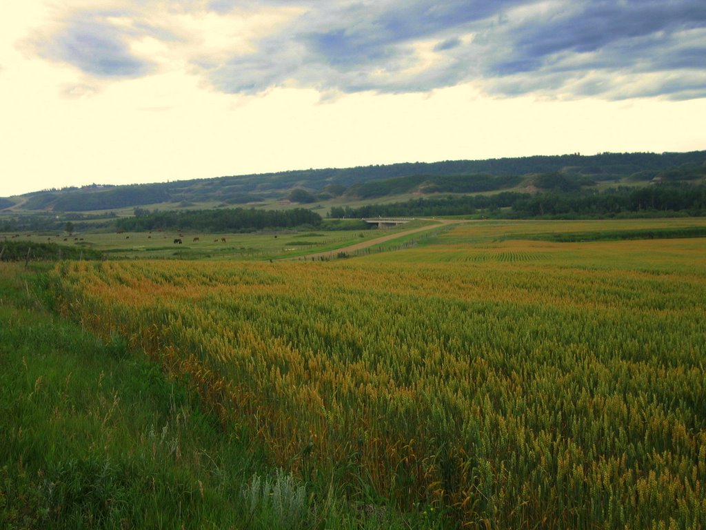 Golden Prairie And Valley Views in the Battle River Badlands Southeast of Camrose And Edmonton, Alberta, Canada by David Cure-Hryciuk