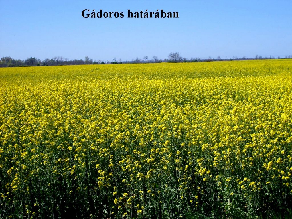 Gádoros határában (Ny) by Holló Tibor