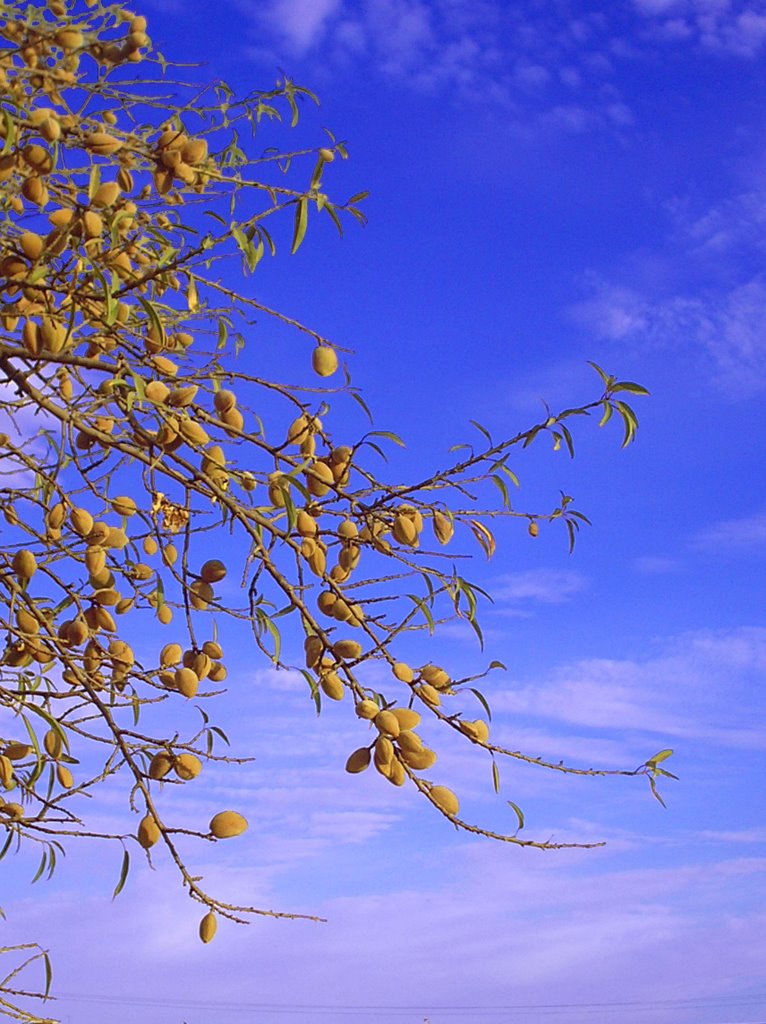 Almendrucos by tony carajillo