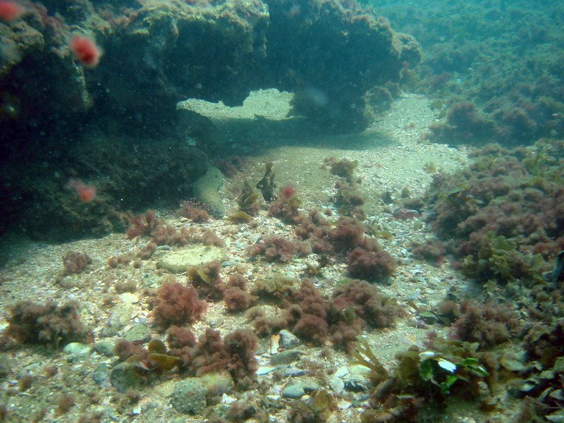 Kings Beach Diving by stepfre