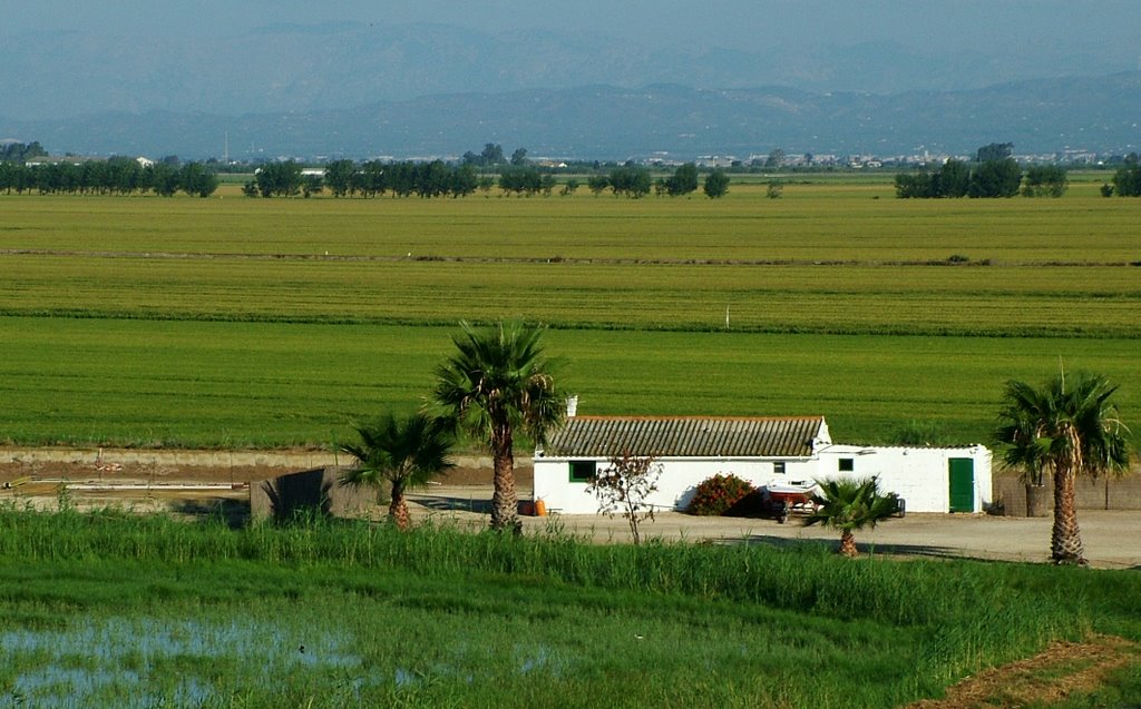 Ricefields in the Ebro delta by BirdingInSpain.com