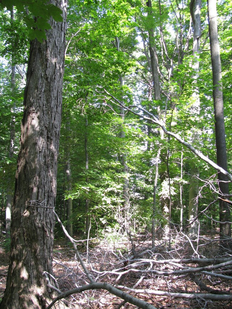 Summer in Turney Woods (same spot, after the windstrorms in 2009) by natureguy42