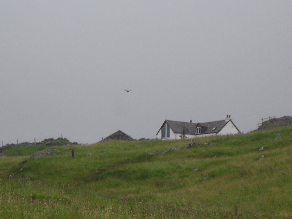 Oldshoremore, Buzzard by Niall Anderson