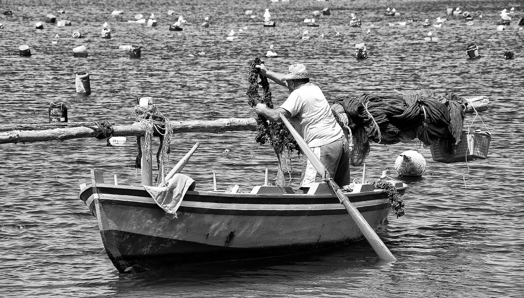 Cozze fresche - IL MIO BLOG: http://marcocrupifoto.blogspot.com/ by Marco Crupi