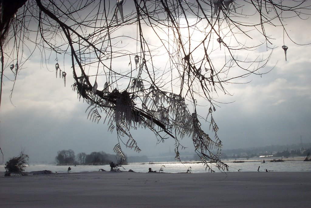 Eiszapfen am Baum by Frank Pustlauck