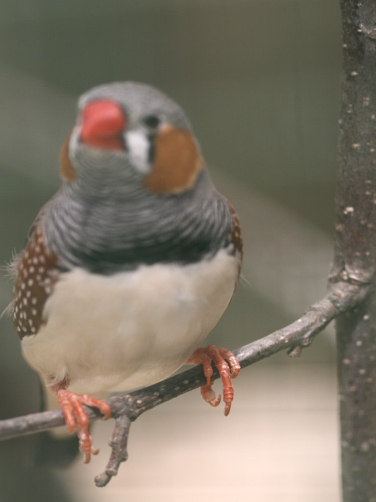 Tierpark Kappel by Brecht01