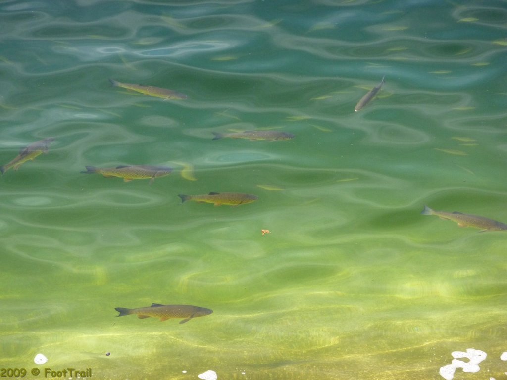 Fisch in Lac de Wildenstein-Kruth by FootTrail