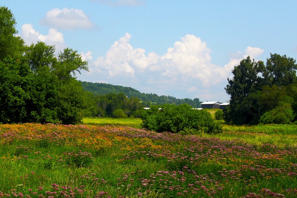 Flower field by St-Francis River by stephenmc