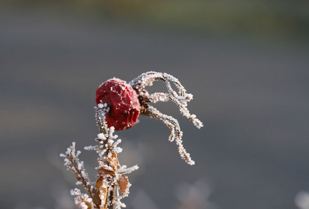 Heckenrose Frucht mit Reif by Karsten Schiller