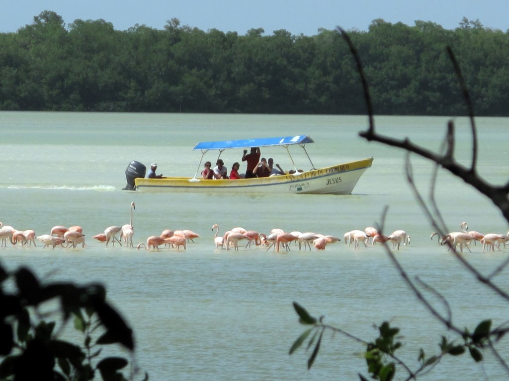 Flamencos en albufera de Celestún by Jaime Abundis