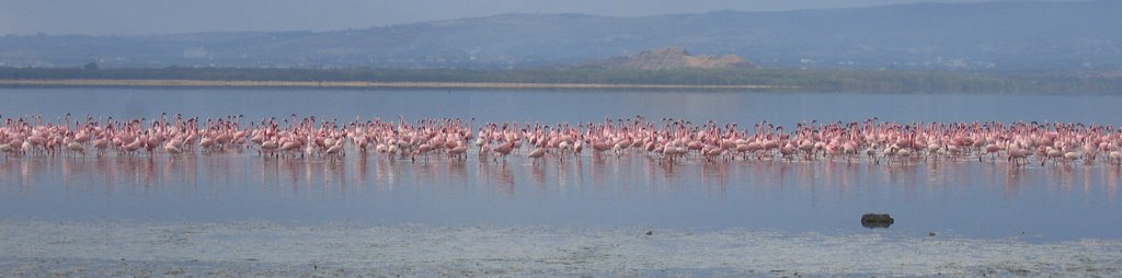 Flamingo Panorama by Allan Teede