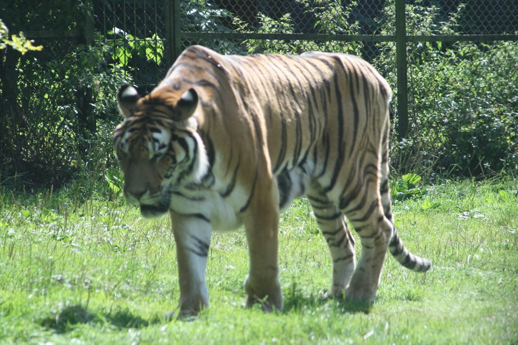 2009-08, Knuthenborg Safaripark, lion by blanken