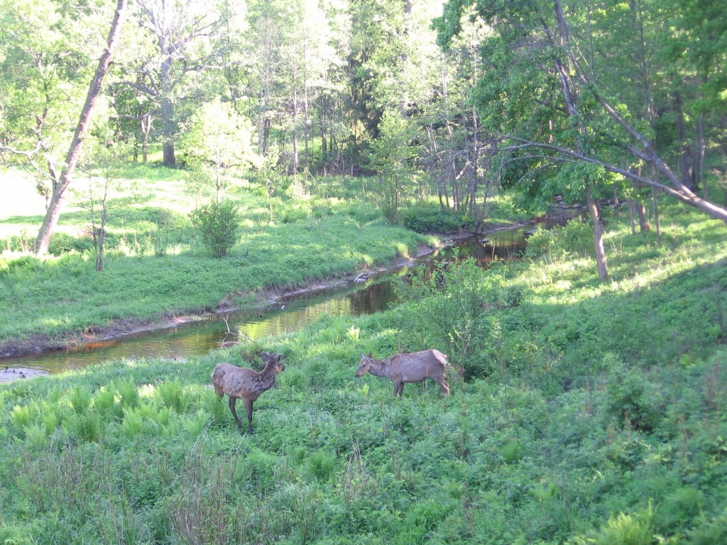 Deers by Ivan Z