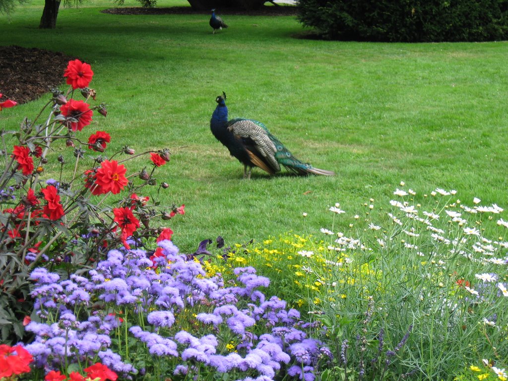 Beacon Hill Peacocks by Iballz