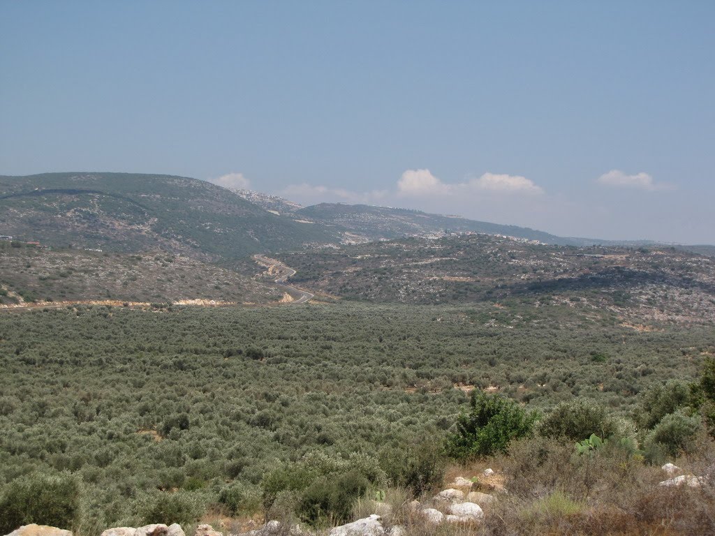 The landscape in surroundings Abu Snan,Israel by ‫יוסף אבן כסף‬‎