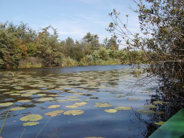 Kreek in veenmoeras bij Maarsseveen by hera62