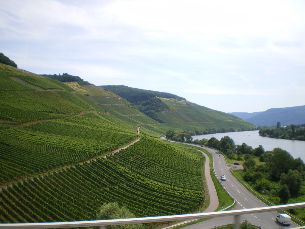 Fields of Grape Vines 1 by Gareth.Stadden