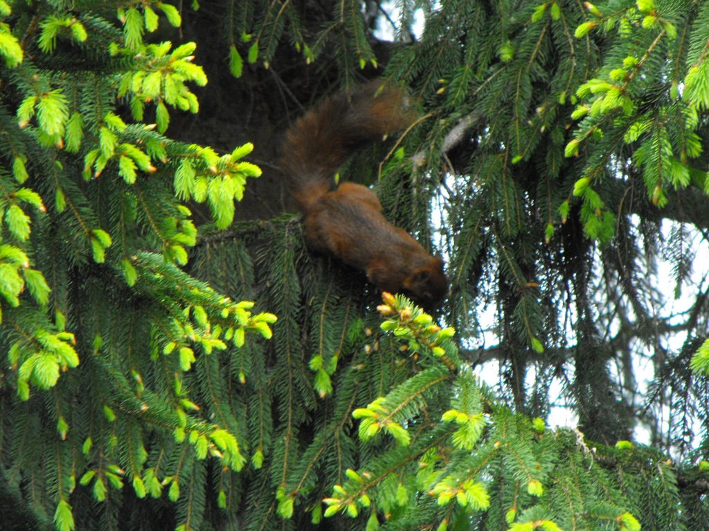 Squirrel in the Garden by SimSim1