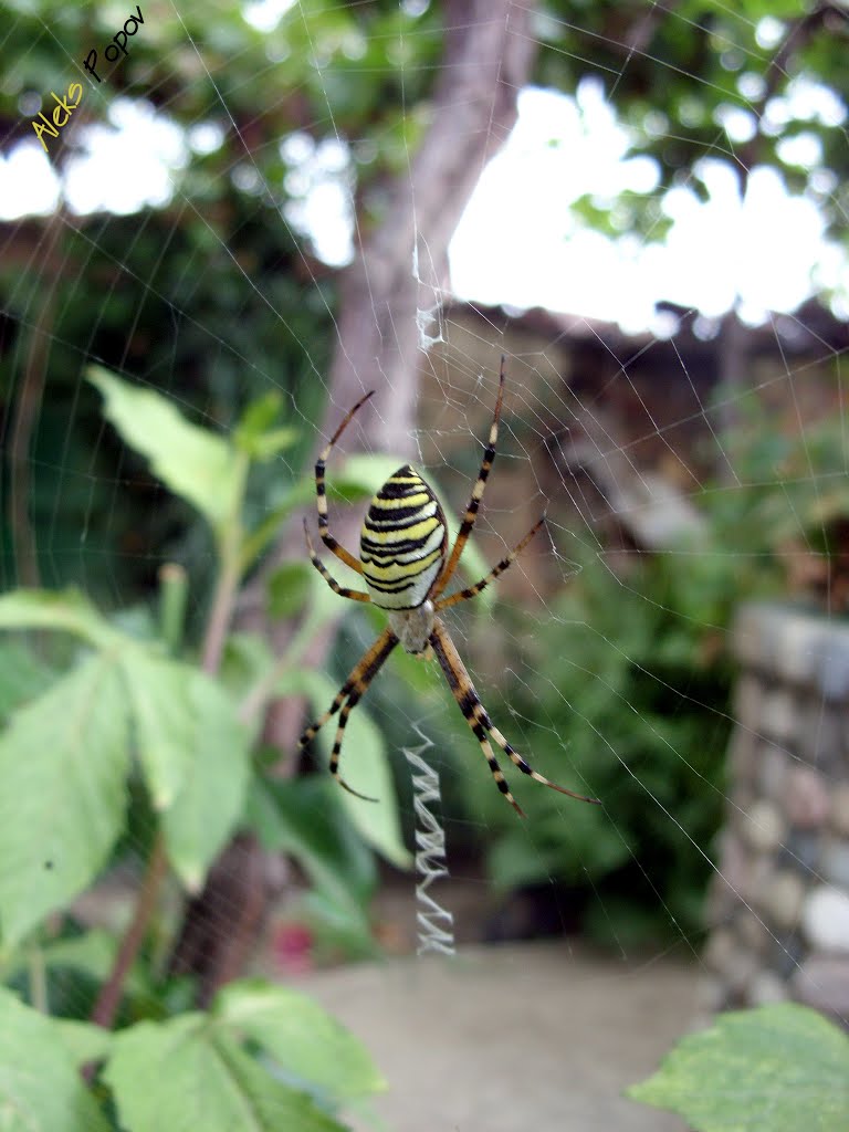 Bulgaria - Dabene - Spider - Дъбене - Паяк by Margarita Varadinova…