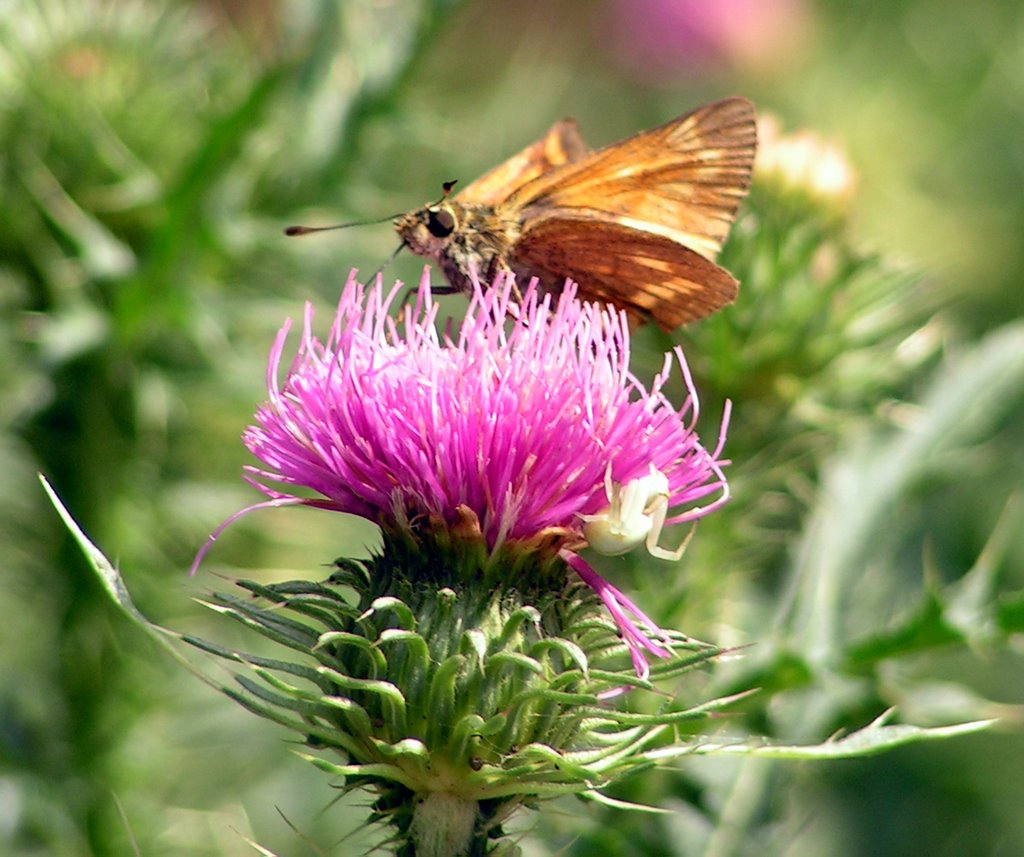 Rostfarbiger Dickkopffalter (Ochlodes sylvanus) -Large Skipper und Krabbenspinne by Hans Ulrich H.