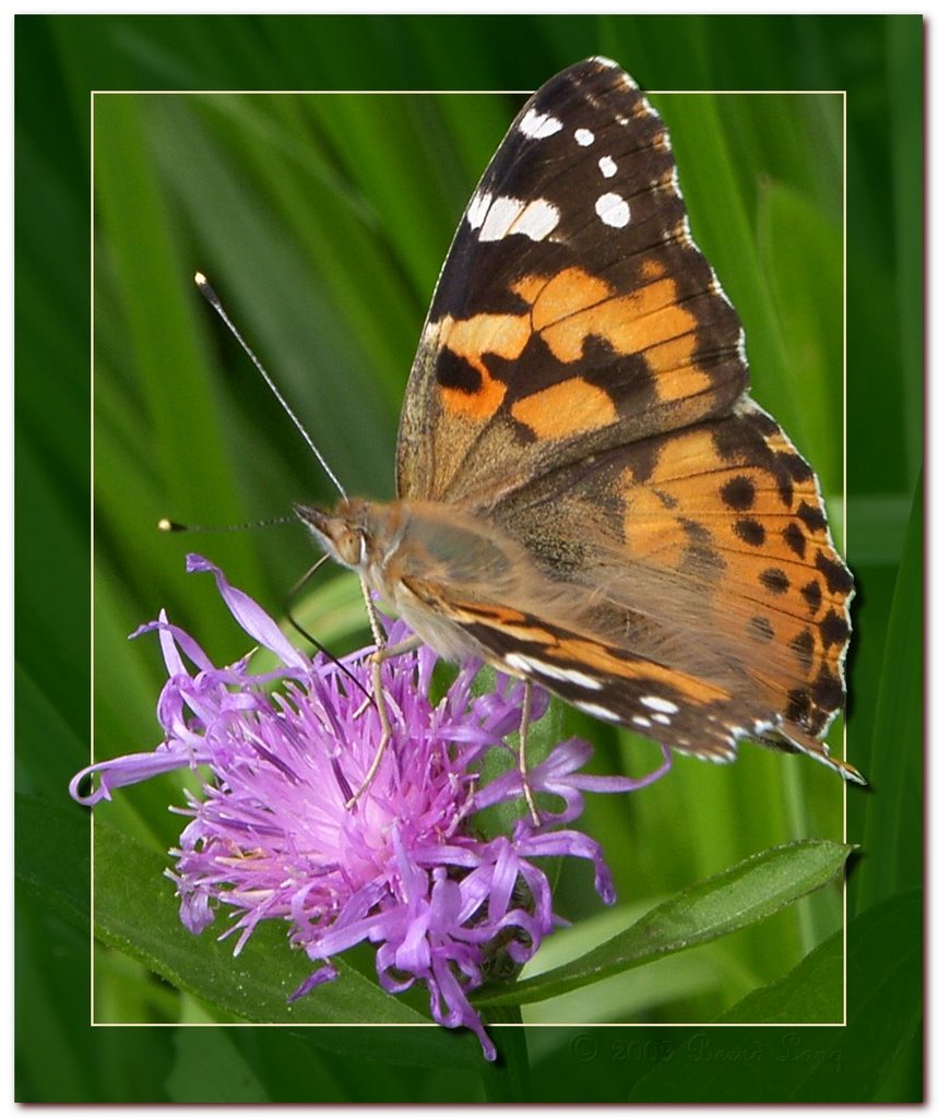 Distelfalter (Vanessa cardui) by Bernd Lang KN