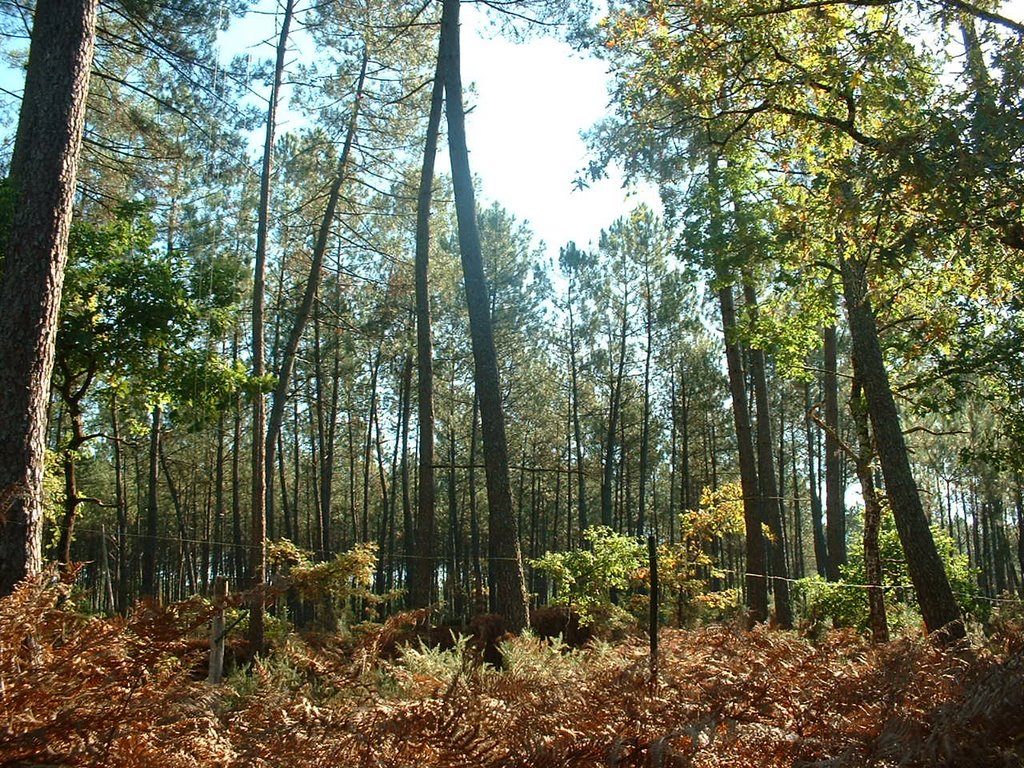 La Forêt Landaise by Pierre  DUCOS