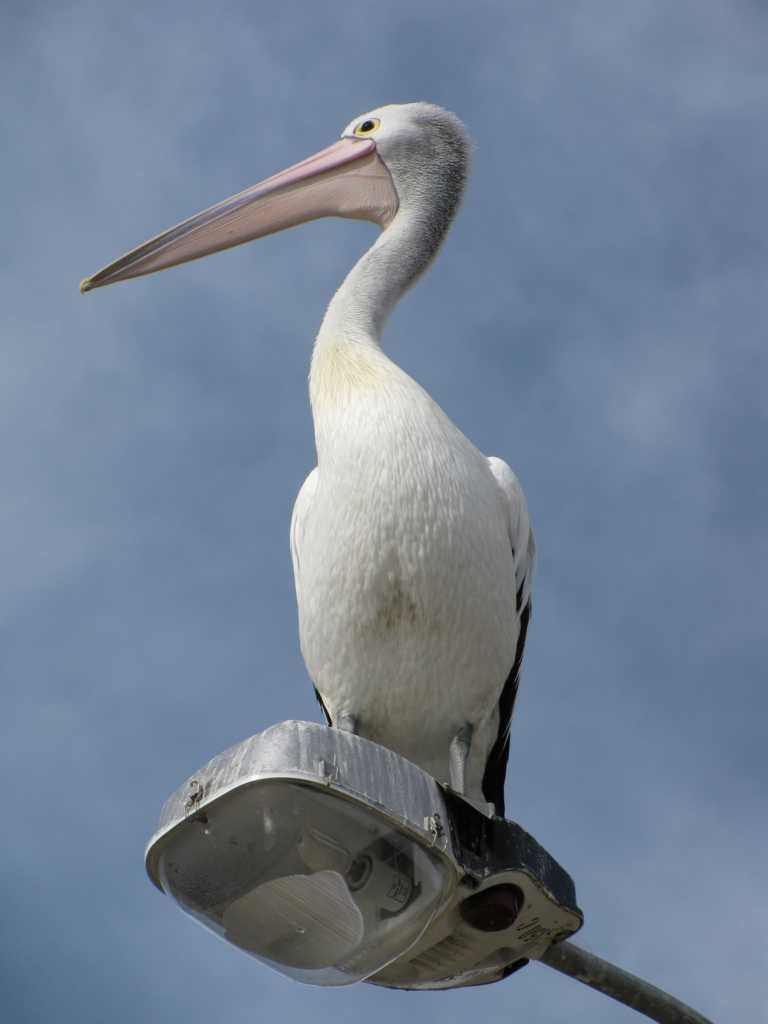 Narooma - Pelicans by Hendrik Maat