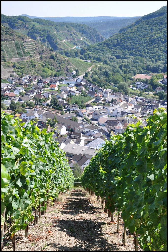 Blick entlang des Weinbergs nach Dernau by www.stephangrund.de