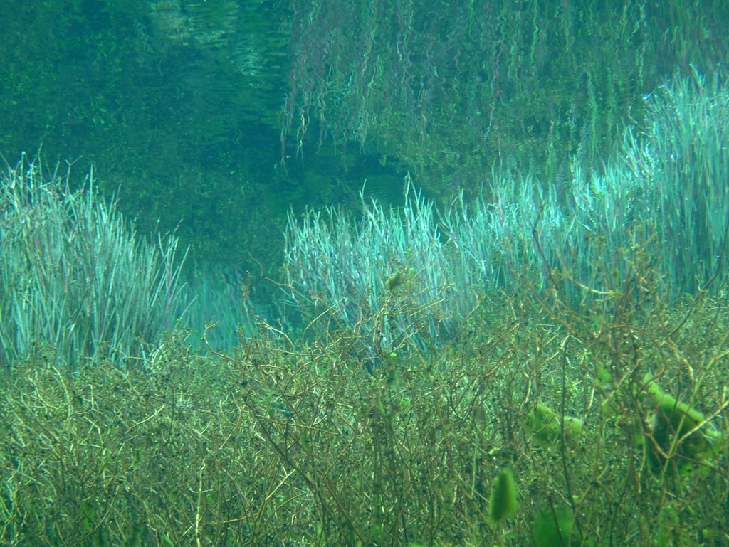 Below Pupu Springs by joe goodings