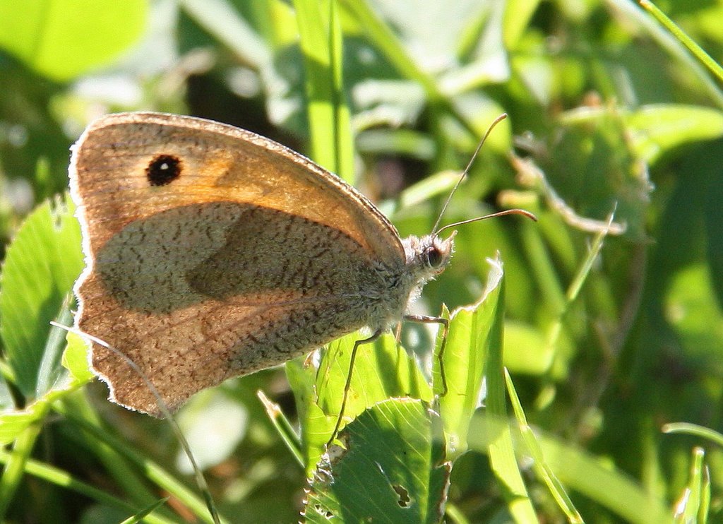 Kleiner Heufalter, Wiesenvögelchen, Kälberauge (coenonympha pamphilus) by LadyCG