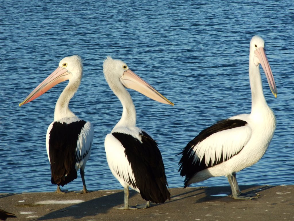 Pelicans at Hastings Pier by Les Moseley