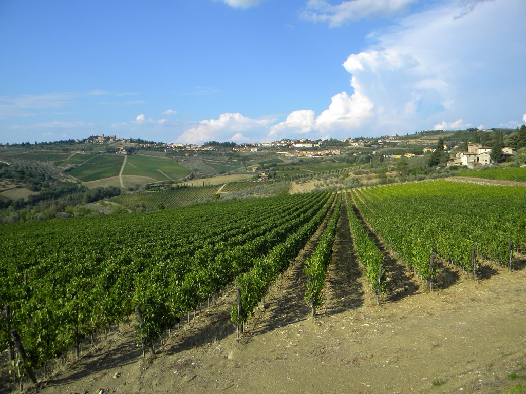 Vigneti e Panzano in Chianti (Greve in Chianti -FI) (14-08-09) by Renato Pantini