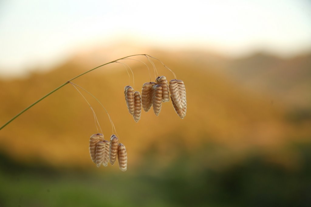 Clots d'en Couloms, Pyrénées-Orientales, Languedoc-Roussillon, France by Hans Sterkendries