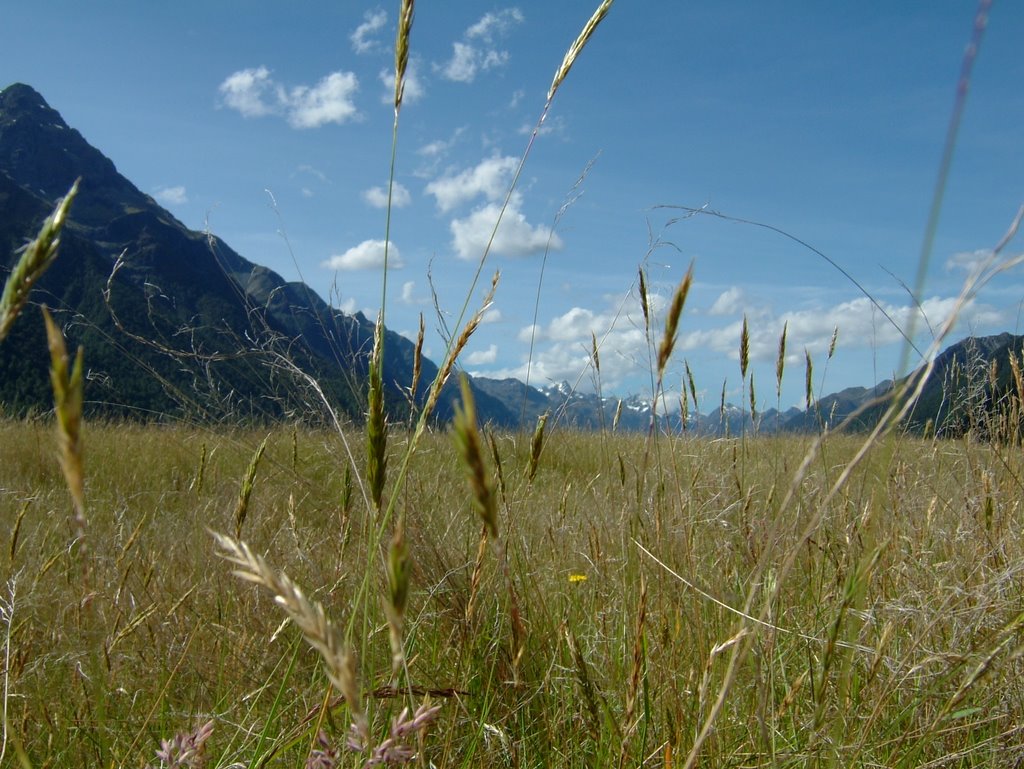 Eglington Valley Grass eye view by joe goodings