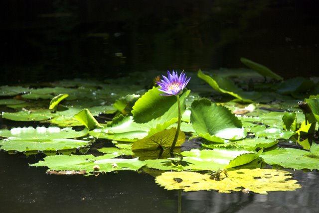 Flower in an Amazon Park by Carlos Barretto