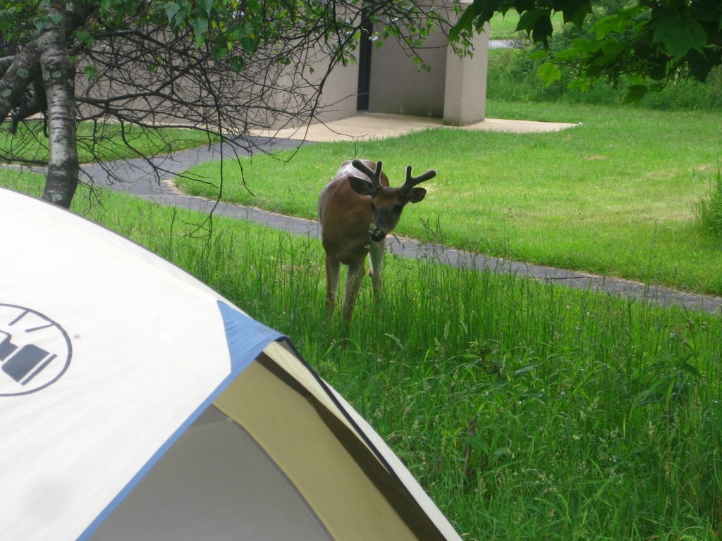 Deer at our campsite by matt_landry