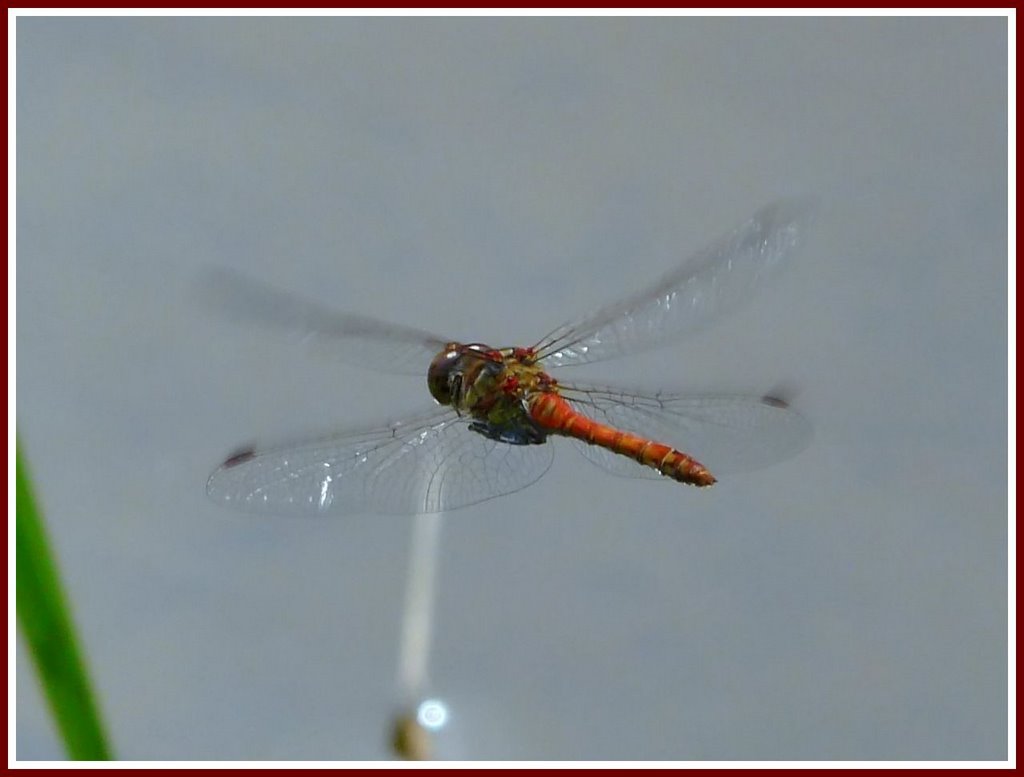 Blutrote Heidelibelle (Sympetrum sanguineum) Ruddy Darter 3 by ©junebug