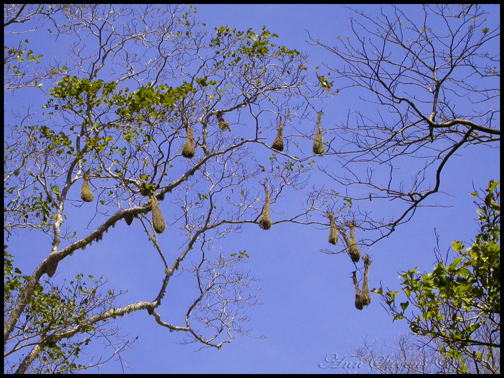 Nest of the Crested Oropendola (corn bird) by bluenose11