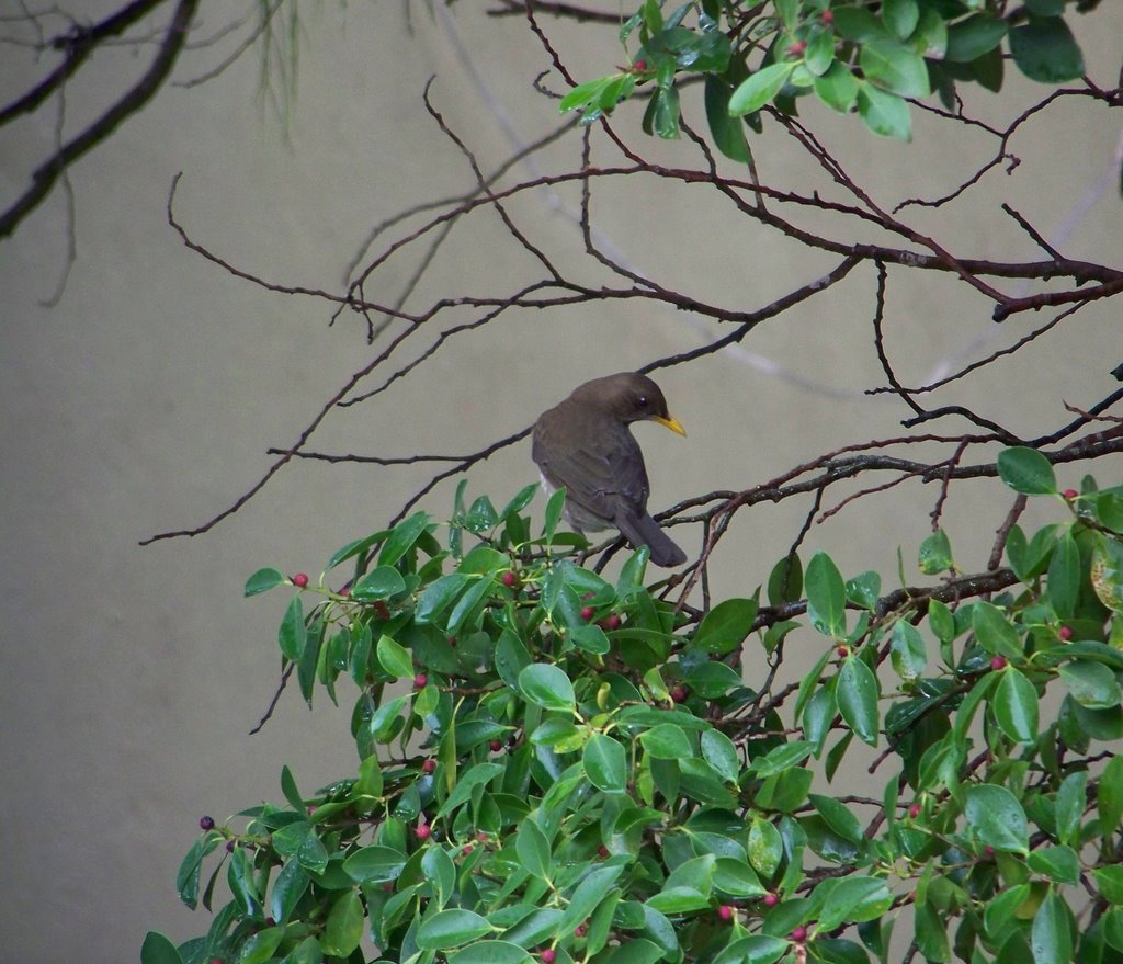 Sabiá-poca, Turdus amaurochalinus by Rubem A. M. Frosi