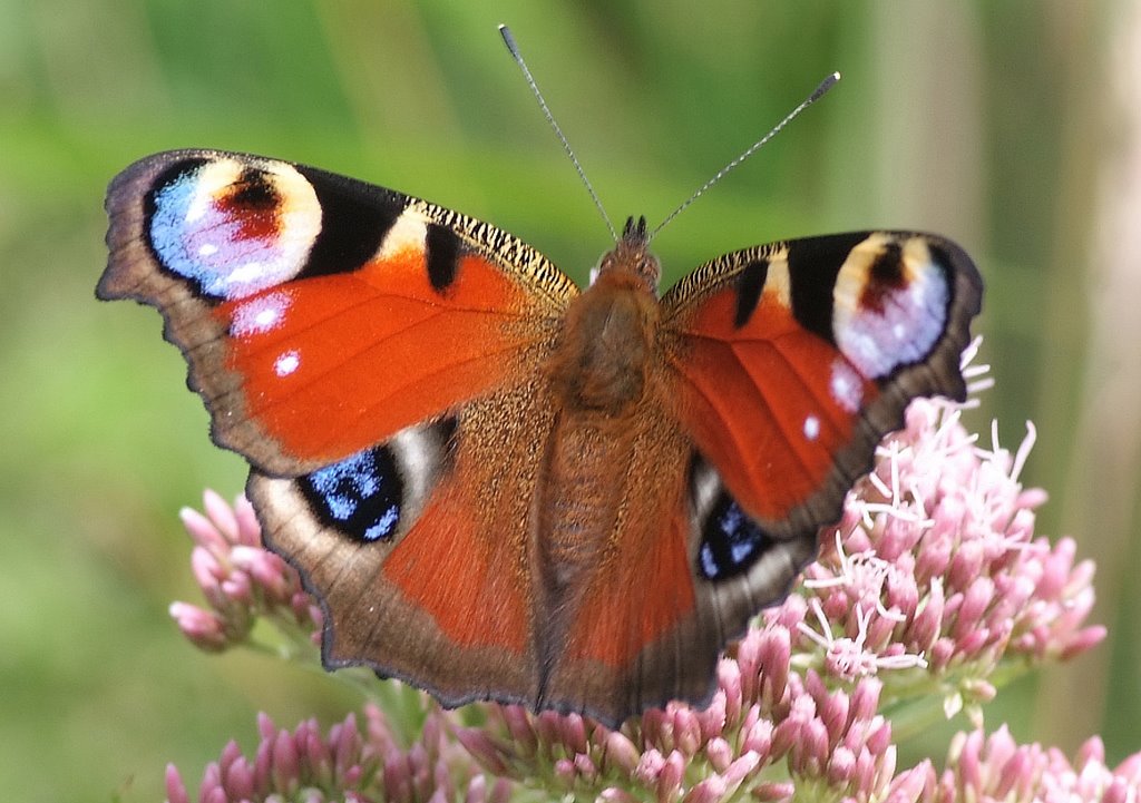 Peacock Butterfly by kevsphoto